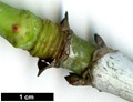 SpeciesSub: subsp. giraldii